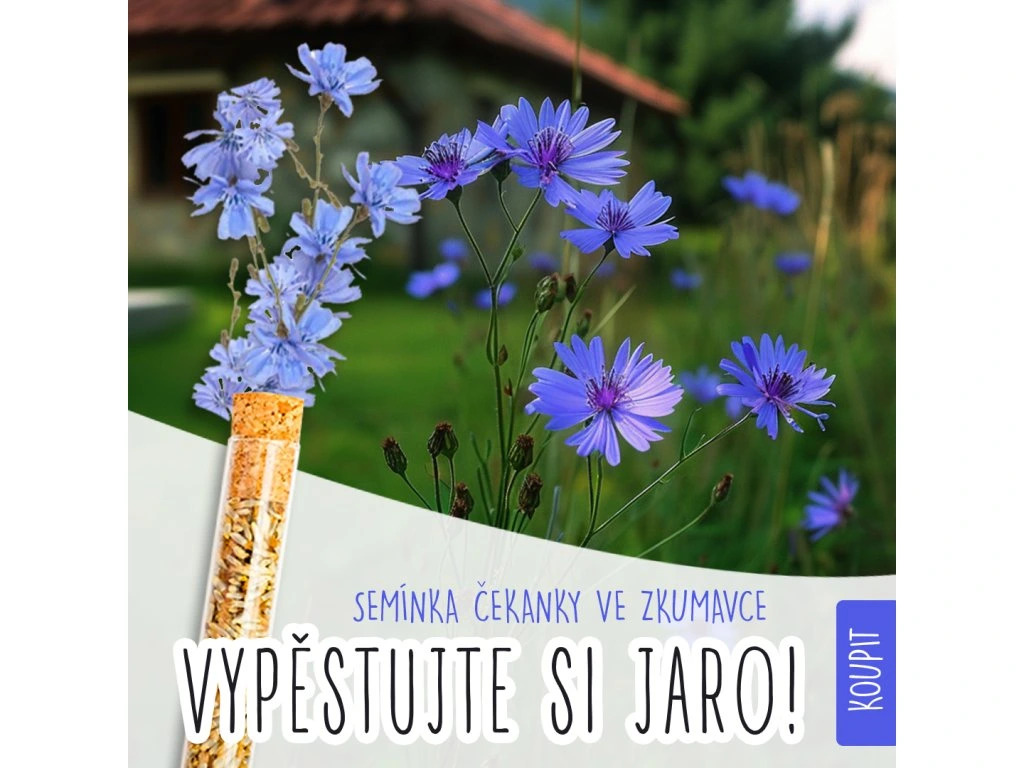 Květinová zkumavka - čekanka obecná